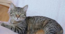 Found/Stray Male Cat last seen Campbell Street Valparaiso, Valparaiso, IN 46385