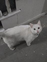 Reunited Male Cat last seen Natural history rd & Plantation st & Wigwam Hill drive, Worcester, MA 01605