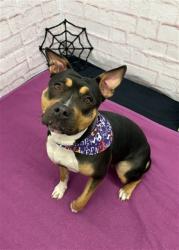Shelter Stray Female Dog last seen Near BLOCK WINSTON ST, DETROIT, MI 48219, 1431 E Ferry St, Detroit, MI 48211, USA