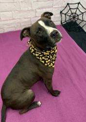 Shelter Stray Female Dog last seen Near BLOCK E NEVADA ST, DETROIT, MI 48234, 1431 E Ferry St, Detroit, MI 48211, USA