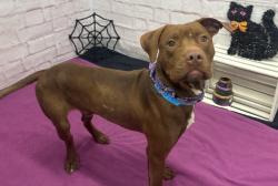 Shelter Stray Male Dog last seen Near BLOCK E 7 MILE RD, DETROIT MI 48205, 1431 E Ferry St, Detroit, MI 48211, USA