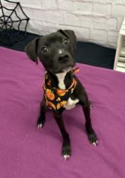 Shelter Stray Female Dog last seen Near BLOCK E WARREN AVE, DETROIT MI 48215, 1431 E Ferry St, Detroit, MI 48211, USA