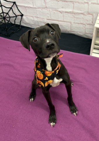 Shelter Stray Female Dog last seen Near BLOCK E WARREN AVE, DETROIT MI 48215, 1431 E Ferry St, Detroit, MI 48211, USA