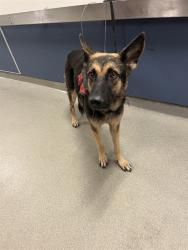 Shelter Stray Female Dog last seen Near BLOCK NW 25 ST, 3599 NW 79th Ave, Doral, FL 33122, USA