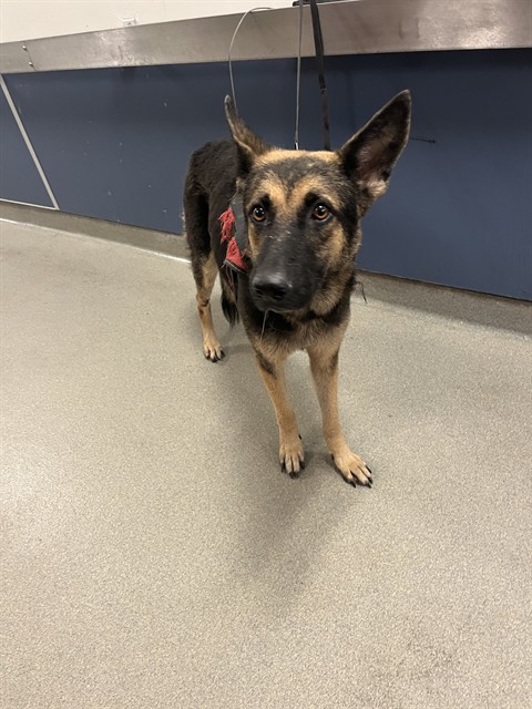 Shelter Stray Female Dog last seen Near BLOCK NW 25 ST, 3599 NW 79th Ave, Doral, FL 33122, USA
