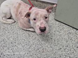 Shelter Stray Male Dog last seen Near BLOCK MCKINLEY ST, DETROIT MI 48208, 1431 E Ferry St, Detroit, MI 48211, USA