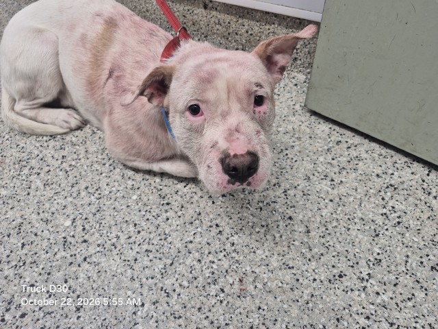 Shelter Stray Male Dog last seen Near BLOCK MCKINLEY ST, DETROIT MI 48208, 1431 E Ferry St, Detroit, MI 48211, USA