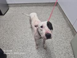 Shelter Stray Male Dog last seen Near BLOCK MCKINLEY ST, DETROIT MI 48208, 1431 E Ferry St, Detroit, MI 48211, USA
