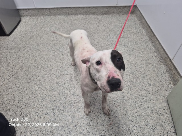 Shelter Stray Male Dog last seen Near BLOCK MCKINLEY ST, DETROIT MI 48208, 1431 E Ferry St, Detroit, MI 48211, USA