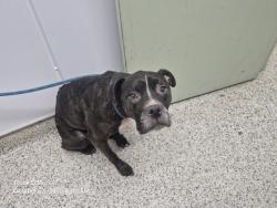 Shelter Stray Female Dog last seen Near BLOCK MANNING ST, DETROIT MI 48205, 1431 E Ferry St, Detroit, MI 48211, USA
