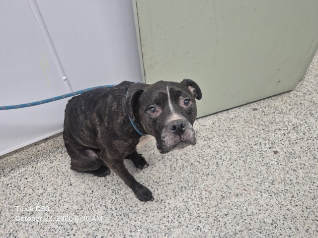 Shelter Stray Female Dog last seen Near BLOCK MANNING ST, DETROIT MI 48205, 1431 E Ferry St, Detroit, MI 48211, USA