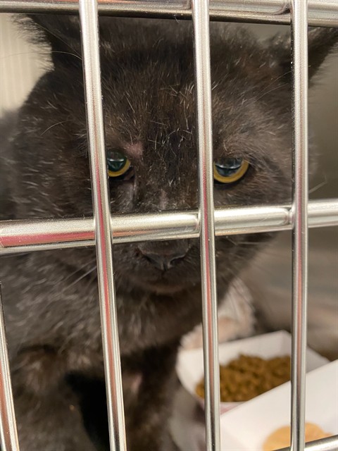 Shelter Stray Male Cat last seen Near, 5001 E Raymond St, Indianapolis, IN 46203, USA