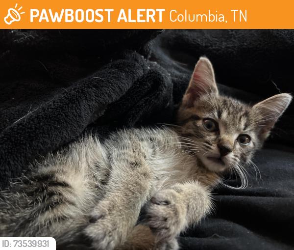 Found/Stray Male Cat last seen Columbia state Uni, Columbia, TN 38401