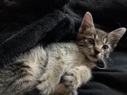 Found/Stray Male Cat last seen Columbia state Uni, Columbia, TN 38401