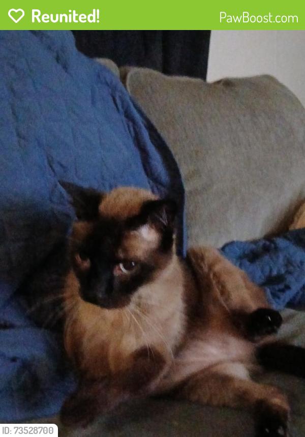 Reunited Male Cat last seen Talquin Ave & Michigan Ave. Pensacola, Fl 32526, Pensacola, FL 32526