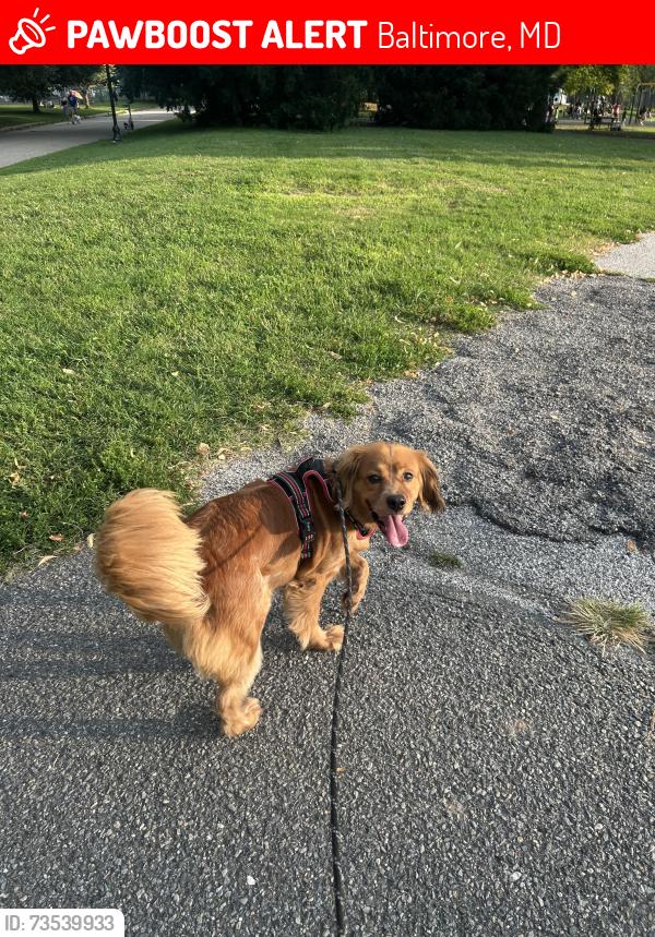 Lost Male Dog last seen Kenwood, Baltimore, MD 21205