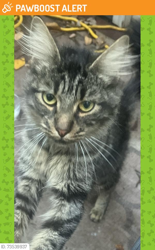 Found/Stray Unknown Cat last seen Mcewan blvd, Middle Smithfield Township, PA 18302