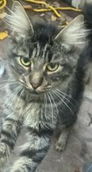 Found/Stray Unknown Cat last seen Mcewan blvd, Middle Smithfield Township, PA 18302