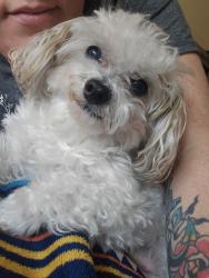 Reunited Male Dog last seen Near NE 36th Ave, Vancouver, WA 98665