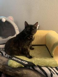 Lost Female Cat last seen April Waters West & April Sound Blvd, Montgomery, TX 77356