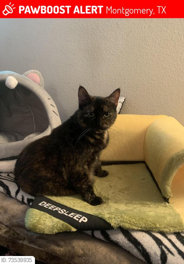 Lost Female Cat last seen April Waters West & April Sound Blvd, Montgomery, TX 77356