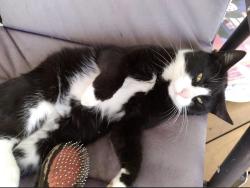 Reunited Male Cat last seen Slag road bait shop, New Alexandria, PA 15670