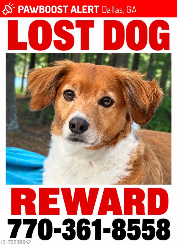 Lost Male Dog last seen Downtown Dallas, Dallas, GA 30132