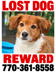 Lost Male Dog last seen Downtown Dallas, Dallas, GA 30132