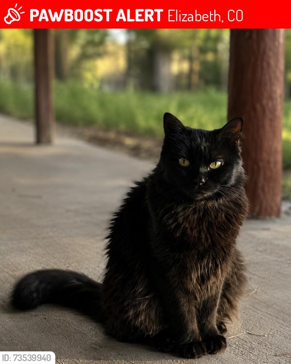 Lost Female Cat last seen Road 21 and Timber Ln, Elizabeth, CO 80107