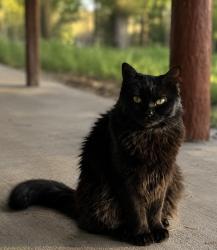 Lost Female Cat last seen Road 21 and Timber Ln, Elizabeth, CO 80107