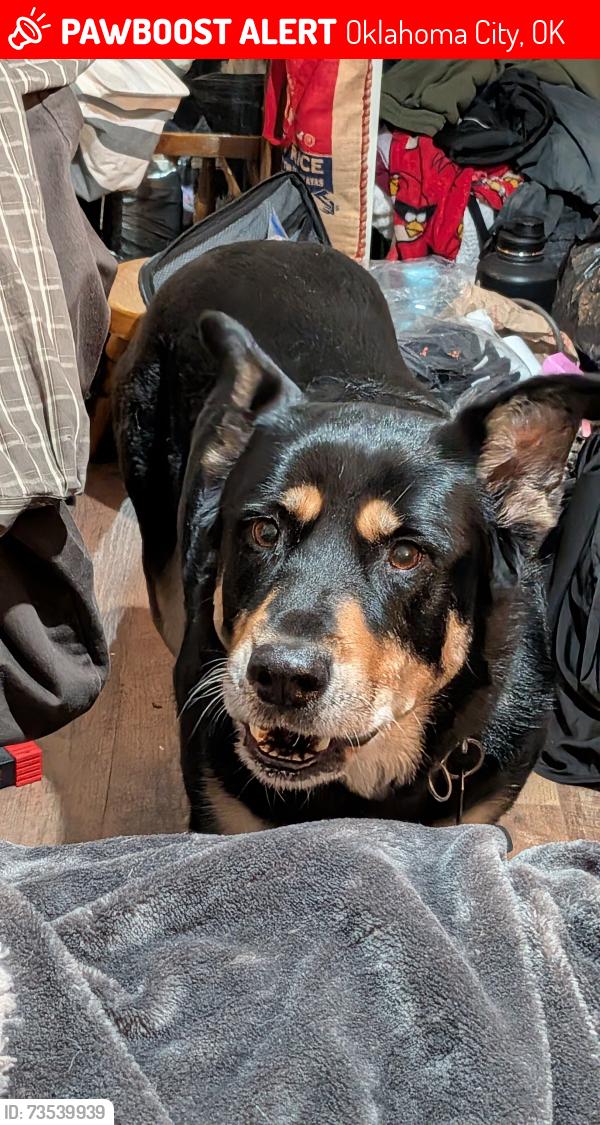 Lost Female Dog last seen Northwest Classen School, Oklahoma City, OK 73107