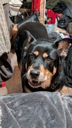 Lost Female Dog last seen Northwest Classen School, Oklahoma City, OK 73107