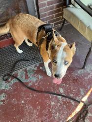 Reunited Female Dog last seen 35th street, Louisville, KY 40212