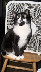 Lost Male Cat last seen Near north beacon st, Boston, MA 02134