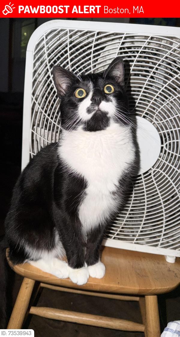 Lost Male Cat last seen Near north beacon st, Boston, MA 02134