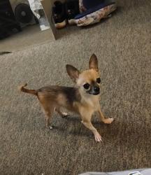 Lost Female Dog last seen Eastern Ave., King Street, Springfield, MA 01109