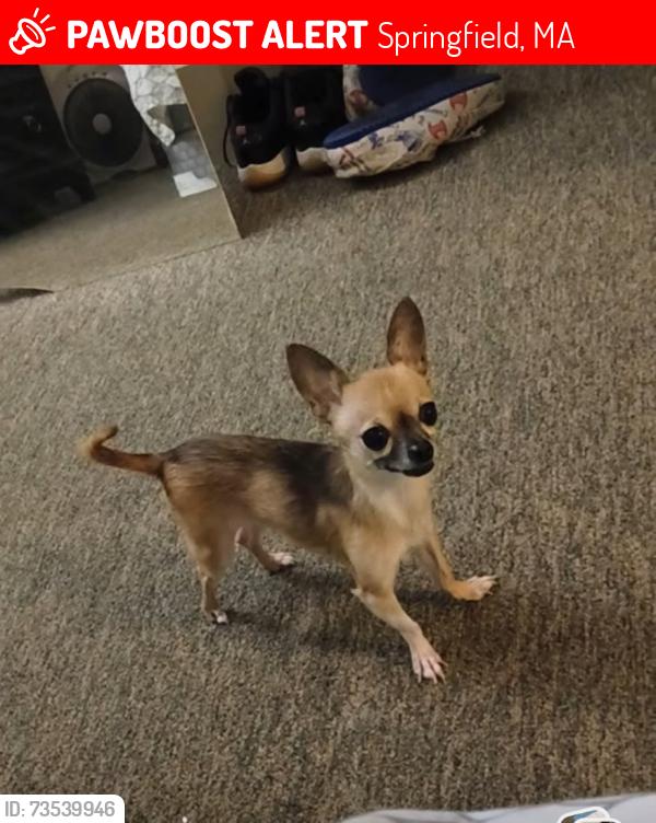 Lost Female Dog last seen Eastern Ave., King Street, Springfield, MA 01109