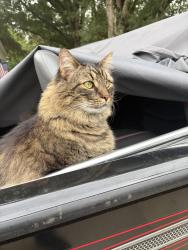 Reunited Male Cat last seen Mountainside Drive and Selkirk Drive, Hickory, NC 28601