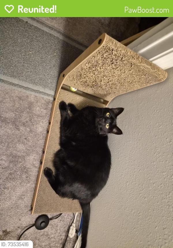 Reunited Male Cat last seen Near Bouganvilla Blossom Ln, Cypress, TX 77433