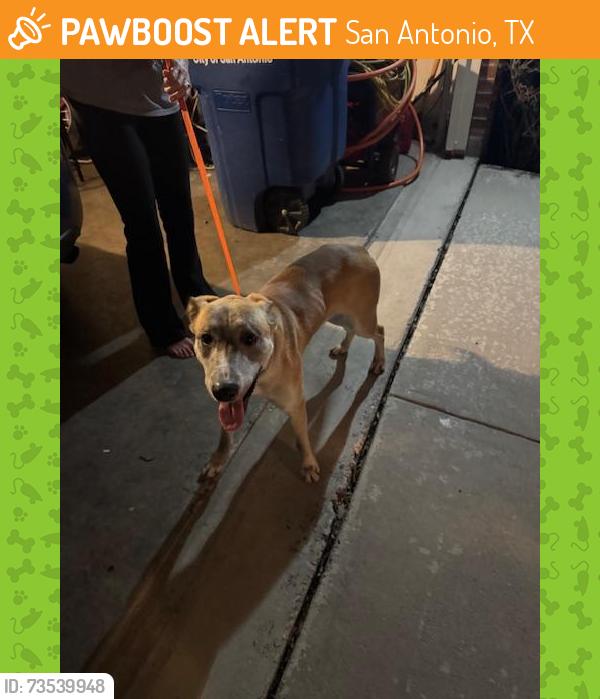 Found/Stray Male Dog last seen Oak Shadows Dr & Timber Oak St, San Antonio, TX 78232