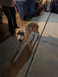 Found/Stray Male Dog last seen Oak Shadows Dr & Timber Oak St, San Antonio, TX 78232