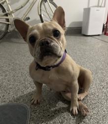 Found/Stray Female Dog last seen Near and 62, Alamance County, NC 27217