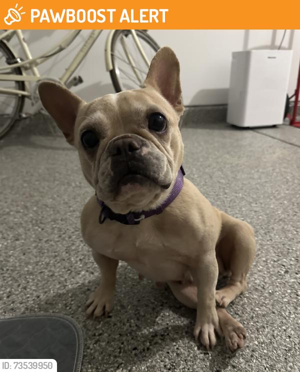 Found/Stray Female Dog last seen Near and 62, Alamance County, NC 27217