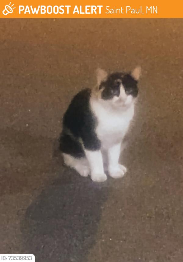 Found/Stray Unknown Cat last seen Treehouse Apts 2319 Highland Way, Saint Paul, MN 55116