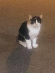Found/Stray Unknown Cat last seen Treehouse Apts 2319 Highland Way, Saint Paul, MN 55116