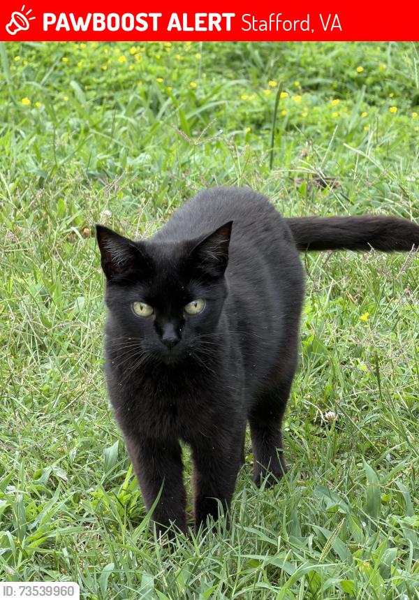 Lost Female Cat last seen Staffordborough Rd, Stafford, VA 22556