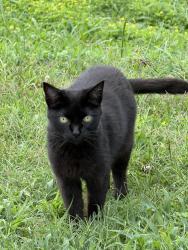 Lost Female Cat last seen Staffordborough Rd, Stafford, VA 22556