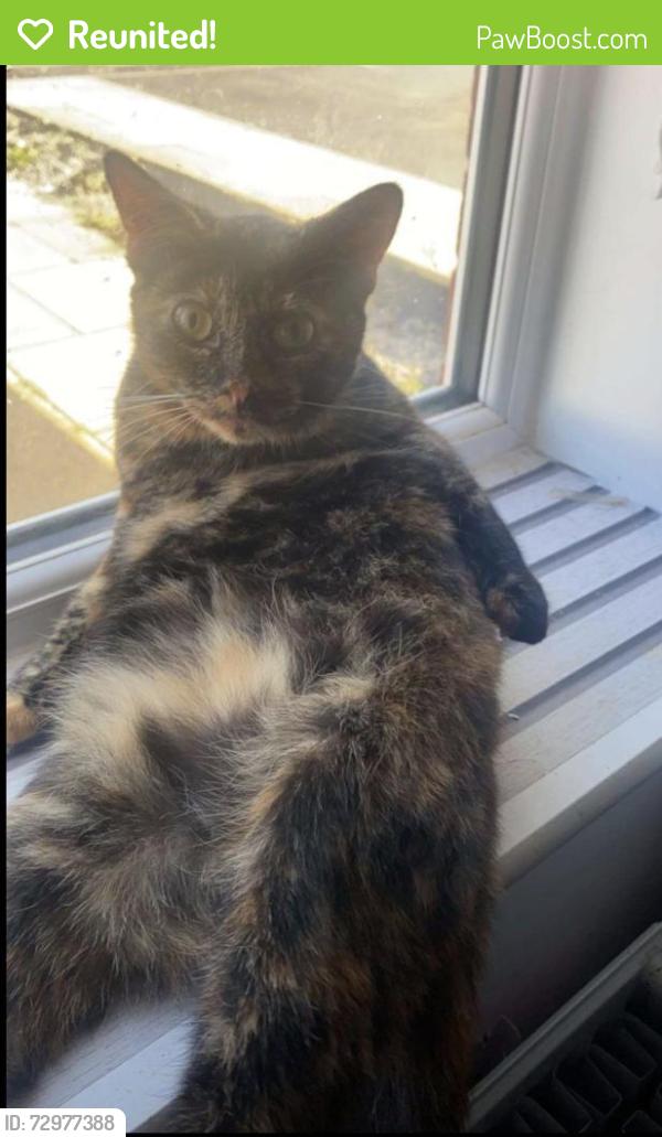 Reunited Female Cat last seen Osmaston area, Allenton, England DE24