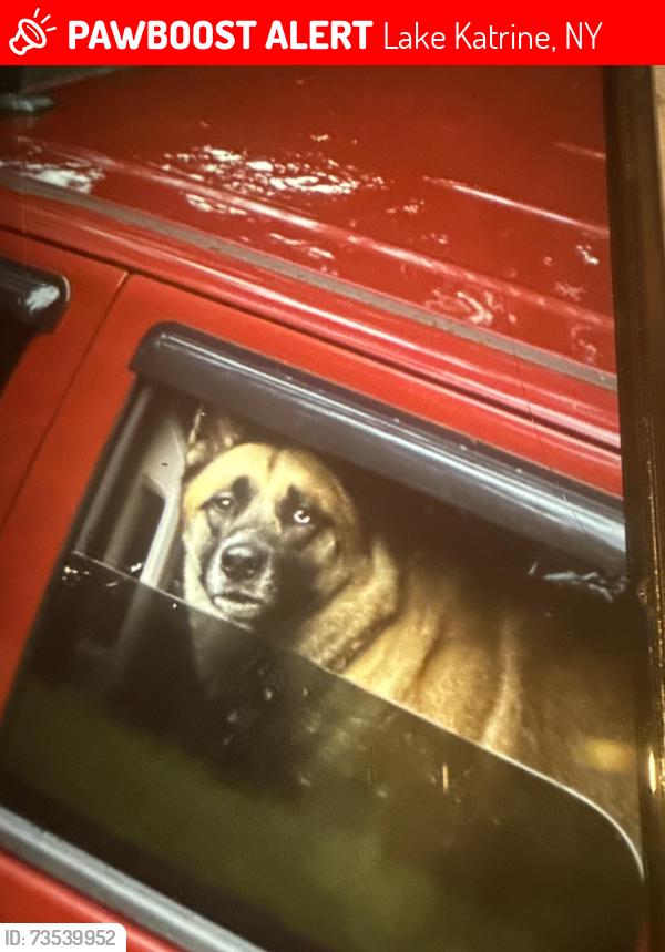 Lost Male Dog last seen Main st saw rd, Lake Katrine, NY 12449