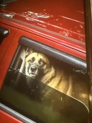 Lost Male Dog last seen Main st saw rd, Lake Katrine, NY 12449